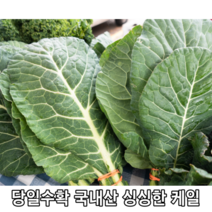 [국내산/국산] 직접재배 신선한 케일 1kg 2kg 즙용 녹즙용 주스용 즙 녹즙 주스 쌈용 쌈채소 쌈 신선초 생 녹즙재료 주스재료 건강주스 abc주스, 1개