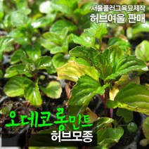 오데코롱민트 (허브모종) 서울육묘생산 정품모종, 10개