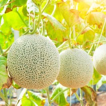 머스크 메론 세지메론 특품 13브릭스 이상 고당도 메론, 특품 4수 8kg, 1개