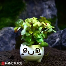 초보자도 키우기 쉬운 어항장식 포트수초 200종 모음, 138번) 표정토분 오발리스