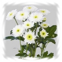 [어린모종]국화(스프레이절화국화) : 8cm분, 혼슈 화이트