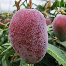 제주연가 애플망고, 1통, 2kg(4~5과), 2kg