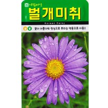벌개미취씨앗 500립 약용 여러해살이 꽃씨, 단품