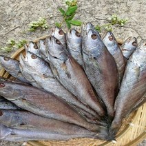 자연산 여수 반건조 제수용 민어 340g 내외 3미