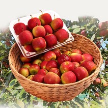 알프스오토메 영천 미니사과 2kg/4kg/6kg, 상품, 2kg