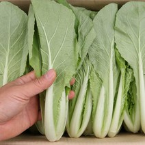 얼갈이 솎음배추 4kg 팔팔마켓 겉절이용 어린배추