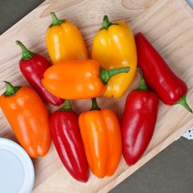 아삭아삭 치악산 미니 파프리카 2kg, 01.미니 파프리카 2kg