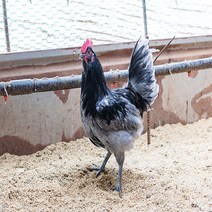 (부화용) 품종이 좋은 청란계 유정란, 10개