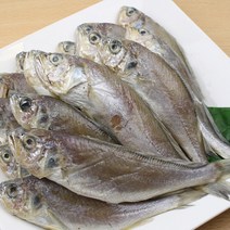 국내산 반건조 참 조기 1kg 트레이포장 / 2-10마리 소분팩, 대 5마리 (19-20.5cm)