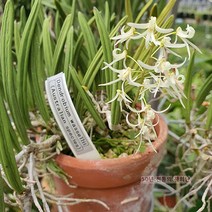 [재희난]양란 덴드로븀 와셀리 -Den.Wasselii(Australian species)