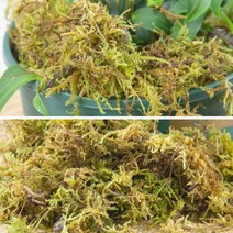 테라리움실내 도마뱀 거북이 도롱뇽 테라리움 이끼 침구 수륙 양파충류 서식지 장식을Spagnum Mosses, 한개옵션0, 한개옵션0