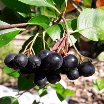 묘목/ 슈퍼아로니아 블랙초크베리 3년생 뿌리묘 /5주 ku03