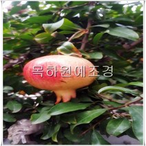 목하원예조경 석류나무 묘목 대왕석류 (슈퍼단석류) 삽목2년특묘