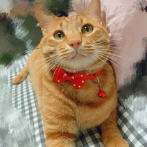 모스트 [무배]고양이 리본 방울 목걸이 애견 방울 리본달린 목걸이, 블루(리본)