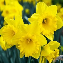 같이가치농원 겹꽃 수선화 구근 더치마스터 노란색, 겹꽃 수선화 구근 더치마스터 노란색  2구