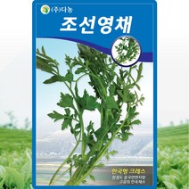 조선영채 씨앗 영채 나물 씨 종자 5g, 단품