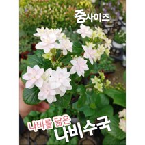 나비수국-중/나비처럼 훨훨
