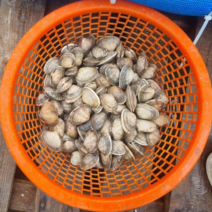 고흥 산지직송 당일채취 제철 해감 바지락 깐바지락 1kg, 옵션 3. 제철 활 바지락3kg