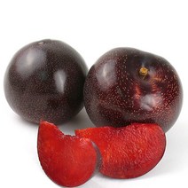 [나무인] 피자두(속빨간자두) 나무 결실주 R4~5