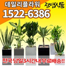 개업축하화분배달 개업식 인테리어식물 집들이 선물 금전수 스투키 산세베리아 만냥금 뱅갈고무나무 떡갈나무 알로카시아 소철 극락조 파키라 거실화분 실내화초, (선택28)스투키