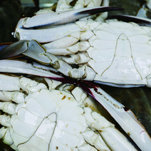 [산지직송] 100%제철 가을활꽃게 최상급 숫꽃게, 4kg(16~24미), 제철 숫꽃게