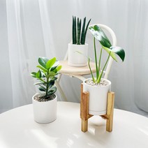 몬스테라 델리시오사 공기정화 청정 식물 세라믹 원형 화분 모던 인테리어식물 플랜테리어, 5.문샤인, 원형세라믹화분+관리카드+서비스영양제