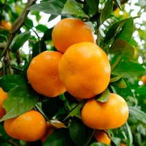 귤나무묘목 / 레드향 (Kanpei) 감평묘목 접2년생 FT55, 1개