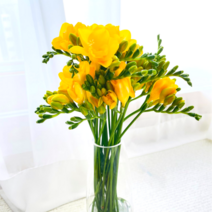 [루담하우스] 프리지아 20줄기 꽃 생화택배, 10줄기+10줄기