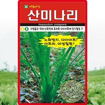 산미나리 씨앗 산미나리 씨 종자 400립, 단품