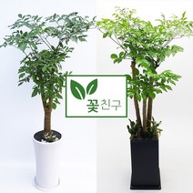 꽃친구 해피트리 사기분 사각분 중형 대형 개업화분 축하화분 집들이화분, 해피트리 사기분 3호, 물받이받침(8.000원)
