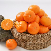 제주도 대포감귤 비가림 감귤 고당도 노지 밀감 5kg 대포밀감 대포귤, 대포밀감 M사이즈 5kg