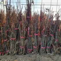 [모든원예조경] 엄나무 묘목 (2년생) 키40cm전후 음나무 약용수