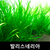 발리스네리아 초보자수초 자연수초 부상수초 수초맛집 수초의모든것 수초몰 득템수초 수초농장 수초 수초전문 음성수초 초보수초 인기수초 구피 치어 은신처, 5개