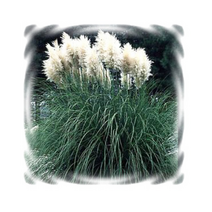 어린모종 팜파스그라스 화이트 8cm분 4개 K733