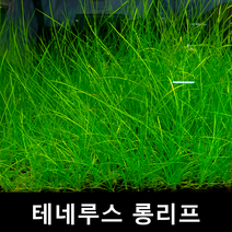 테네루스 롱리프 초보자수초 자연수초 부상수초 수초맛집 수초의모든것 수초몰 득템수초 수초농장 수초 수초전문 음성수초 초보수초 인기수초 구피 치어 은신처, 3뿌리