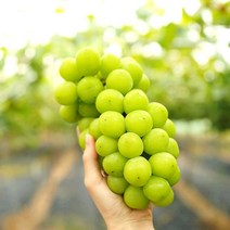 샤인머스켓 씨없은 망고 포도 청포도 샤인머스캣, 실속 1kg(2-3수)
