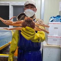 [산지직송 ] 국산 대게 살이 꽉 찬 자숙 게 영덕 울진 속초 제철, (찜)대게1kg (2~3마리 내외), 1k