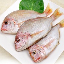 바다어랑 제주 황돔(600g내외x4미), 단품