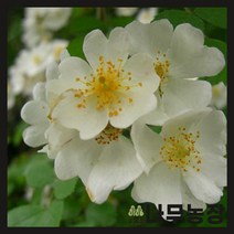 (나무농장) 민찔레 4치포트 ( 2주묶음 )
