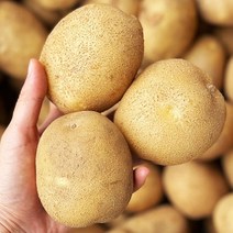 2023년 수확 국내산 감자 햇감자 수미감자 타박감자 강원도감자 3kg 5kg 10kg, 중사이즈(통구이용)