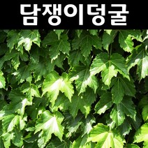 담쟁이덩굴 포트 10개/덩굴성식물
