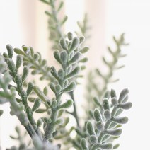 [콩지] 양각뿔잎 조화, 단품