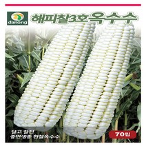 해피찰3호흰찰옥수수70립