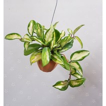 행복한꽃순이//걸이무늬호야/크림슨프린세스/수입호야, 1개