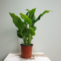 꽃백화점 롱스파트필름 소품 35~50cm32 공기정화식물