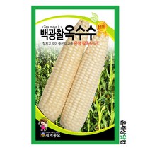 백광찰옥수수 150립 / 옥수수씨앗 찰옥수수씨 종자 주말농장 베란다텃밭