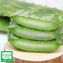 알로에 사포나리아 생잎 1키로, 1
