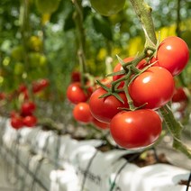 기타 산지직송 경남 완숙토마토 1.5kg(중과/개당190~210g), 상세페이지참조