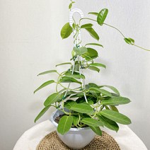 행잉 마다가스카르 자스민