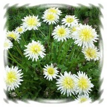 [꽃씨]민들레, 화이트 단델리온 : 10립, 1개